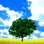 Immagine di un albero
